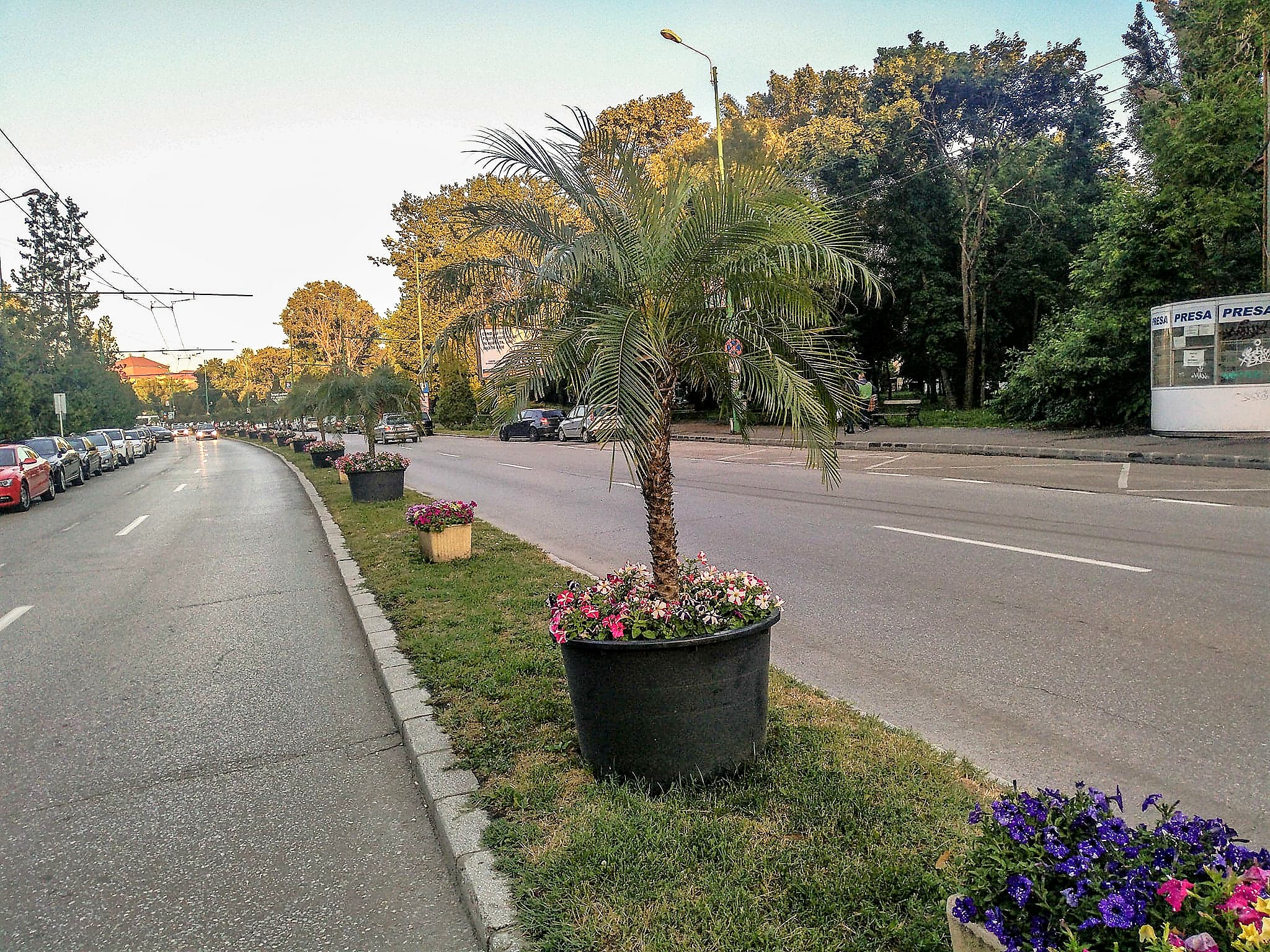 Palmieri