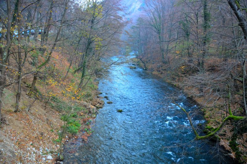 Rau de munte padure