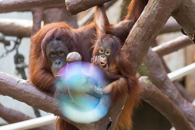 Zoo 3 1