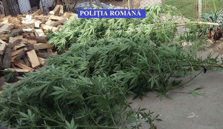 cannabis